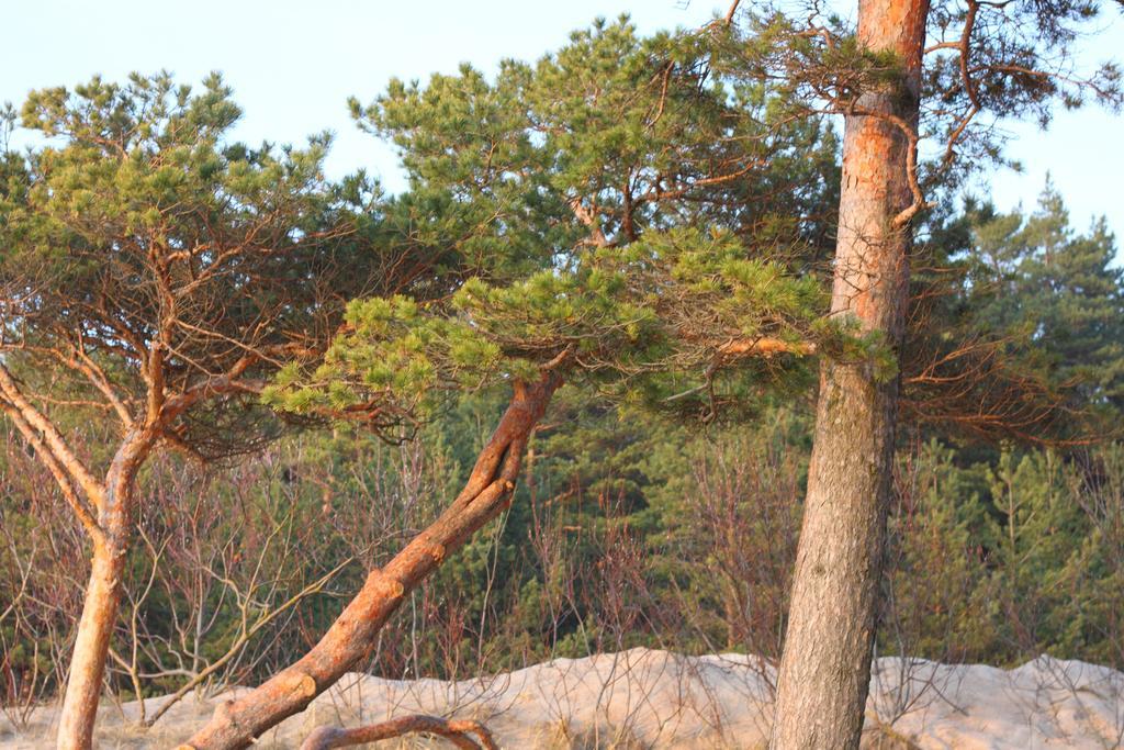Forest Apartment Połąga Zewnętrze zdjęcie